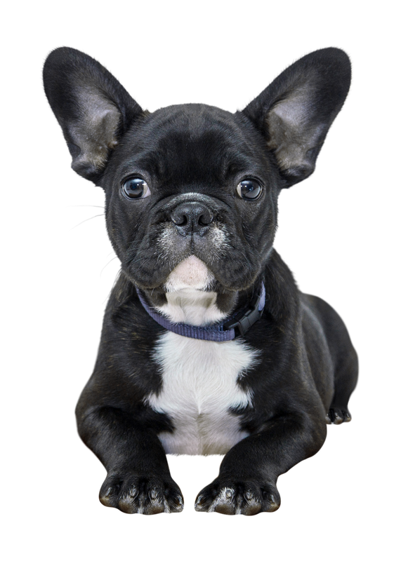 A trained companion dog
