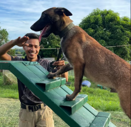 A trained dog with its handler